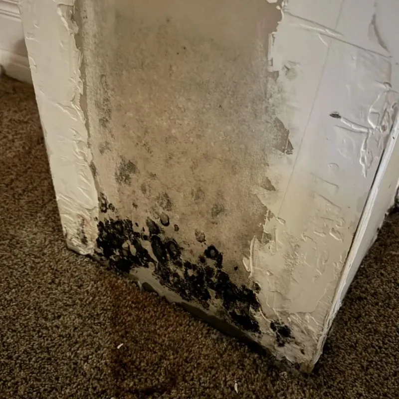 Professional Mold Removal in Heber, CA